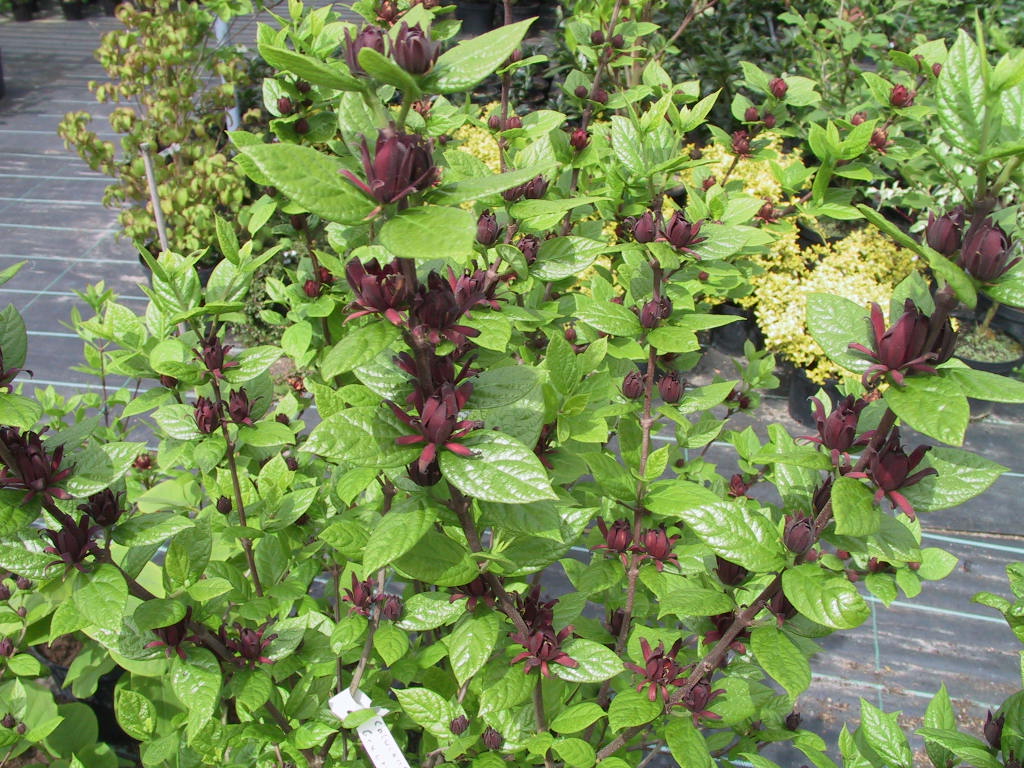 Calycanthus floridus - Bluehend.jpg